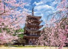 Japanese Landscape: Cherry Blo...