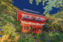 Yanoman (Made in Japan) 1000-piece jigsaw puzzle: Hydrangeas at night and Amabiki Kannon Niomon Gate (Ibaraki) (50x75cm) 10-1484, with glue, spatula, and piece request postcard