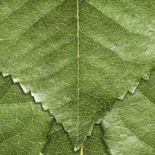 Mike Patton THE SOLITUDE OF PR...