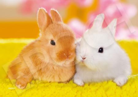 108 Piece Jigsaw Puzzle Animal Cheeks are Pittanko (18.2 x 25.7 cm)