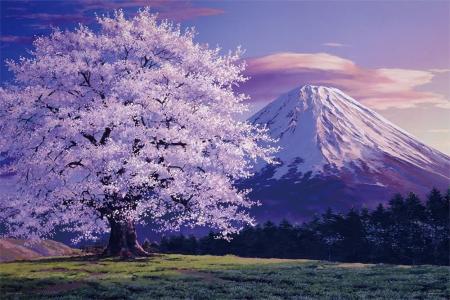 1000Pieces Puzzle Mt. Fuji Cherry blossoms in full bloom (EVENTUAL PAYSAGE) (50x75cm)