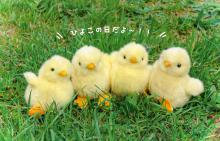 Yoshitoku Land Friends Plush Toy Chick 180444