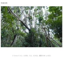 Sony E 15mm F1.4 G Lens for E-Mount (APS-C Mirrorless Cameras) SEL15F14G