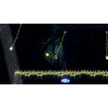 Bandai Namco Entertainment (with bonus) (Switch) Shadow Labyrinth